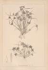 Herbier de la flore française Pl.1180