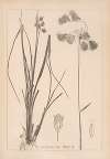 Herbier de la flore française Pl.1191