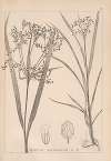 Herbier de la flore française Pl.1193