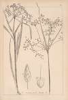 Herbier de la flore française Pl.1194