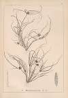 Herbier de la flore française Pl.1195