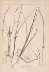 Herbier de la flore française Pl.1206