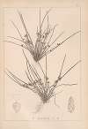 Herbier de la flore française Pl.1208