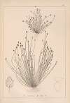 Herbier de la flore française Pl.1219