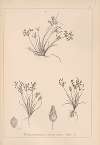 Herbier de la flore française Pl.1222