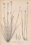 Herbier de la flore française Pl.1223