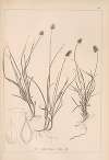 Herbier de la flore française Pl.1236