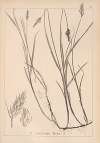 Herbier de la flore française Pl.1240