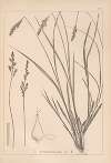 Herbier de la flore française Pl.1249