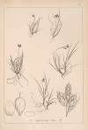 Herbier de la flore française Pl.1262