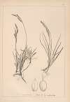 Herbier de la flore française Pl.1270