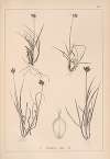 Herbier de la flore française Pl.1285