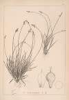 Herbier de la flore française Pl.1293