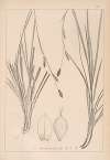 Herbier de la flore française Pl.1298