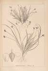 Herbier de la flore française Pl.1301
