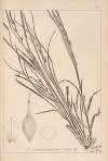 Herbier de la flore française Pl.1310