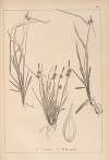 Herbier de la flore française Pl.1313