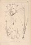 Herbier de la flore française Pl.1314