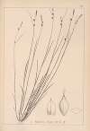 Herbier de la flore française Pl.1315