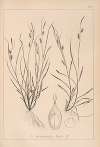 Herbier de la flore française Pl.1320