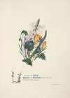 Violet, crocus and hyacinth