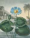 The blue Egyptian water-lily