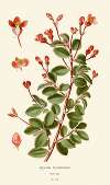 Begonia Fuchsioides