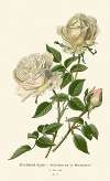 Bourbon Rose – Souvenir de la Malmaison