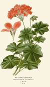 Ivy-leaved Geranium