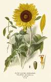 Silver-leaved Sunflower
