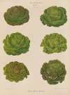 Lettuces – Cabbage Varieties