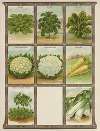 Kale, Cauliflower, Chicory, Cress, Leek