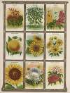 Salvia, Smilax, Stock, Sunflower…