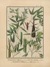 Icones of the bamboos of Japan – Nihon chikurui zufu Pl.01