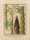 Icones of the bamboos of Japan – Nihon chikurui zufu Pl.03