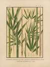 Icones of the bamboos of Japan – Nihon chikurui zufu Pl.04