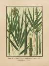 Icones of the bamboos of Japan – Nihon chikurui zufu Pl.05