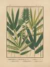 Icones of the bamboos of Japan – Nihon chikurui zufu Pl.06