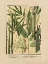 Icones of the bamboos of Japan – Nihon chikurui zufu Pl.07