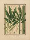 Icones of the bamboos of Japan – Nihon chikurui zufu Pl.08