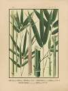 Icones of the bamboos of Japan – Nihon chikurui zufu Pl.09