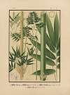 Icones of the bamboos of Japan – Nihon chikurui zufu Pl.10