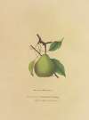 Beurre Giffard Pear