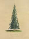 Douglas’ Spruce