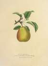 The Flemish Beauty Pear