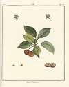 Traité des arbres fruitiers Pl.14