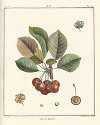 Traité des arbres fruitiers Pl.15