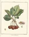 Traité des arbres fruitiers Pl.25