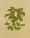 May-Flower (Trailing Arbutus)