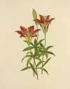 Wild Orange-Red Lily